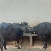 Buffalo dairy farm matana