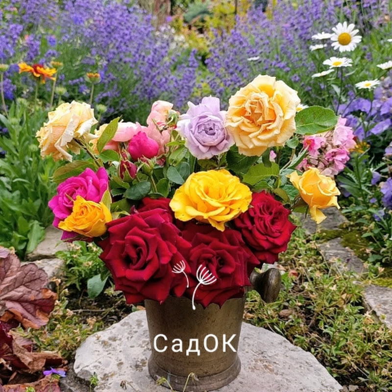 СадОК