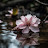 @some_peace Avatar