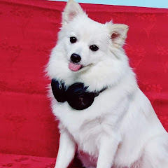 MY PET MY WORLD