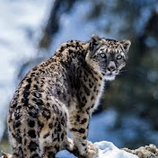 Ladakh wild snow Leopard 🐆