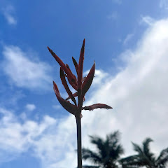 skyla world  channel thumbnail