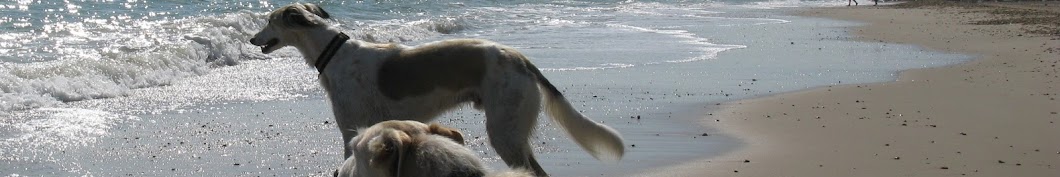 Milo Sighthound Avatar de canal de YouTube