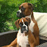 Eyn5hrt6CeM-channel-avatar-Leckerlie & Pfoten