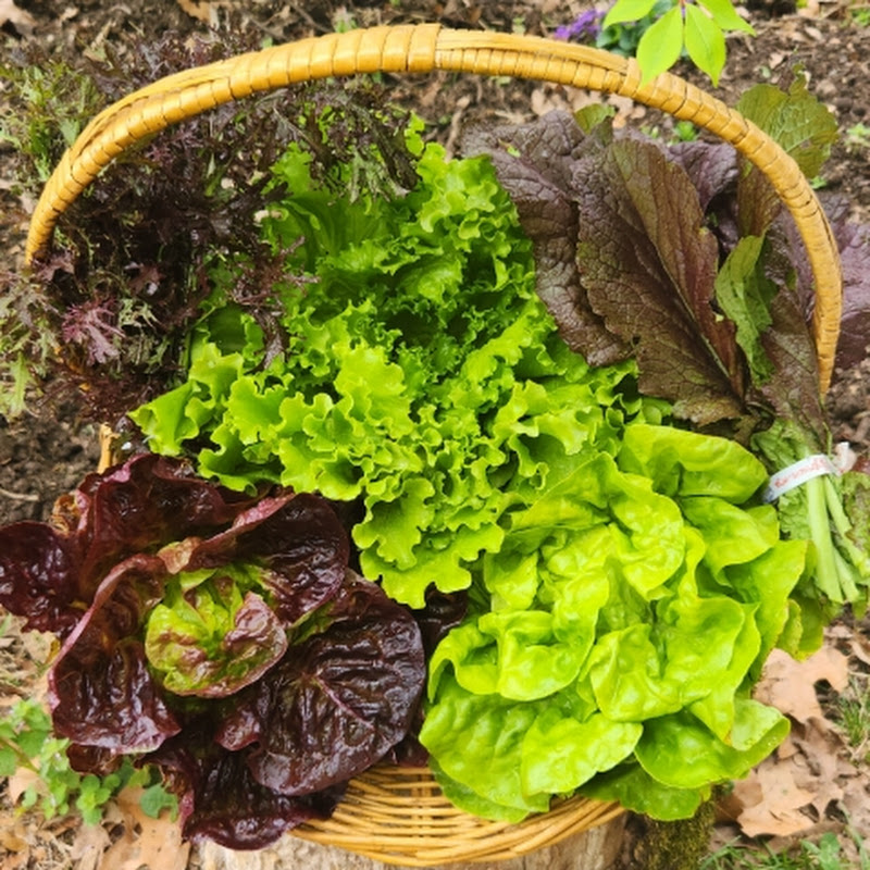 Hourglass Tree Farms