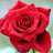 @_rose4127