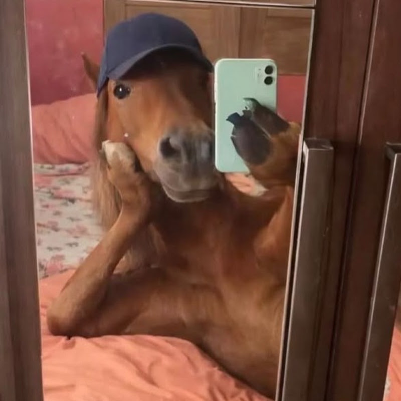 THorses