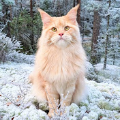 Maine Coon Adventures