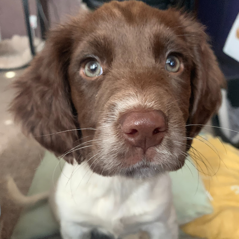 Springers with Cassie