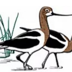 Tampa Audubon Society