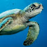 24mR5p0exDA-channel-avatar-Fast_turtle