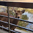 pj4saEL0H7g-channel-avatar-Japan deer channel