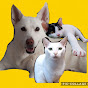 保護猫達と白い犬