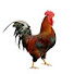 ugOce6IEjDI-channel-avatar-RoosterXP