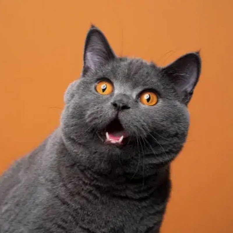 Kitty Recaps