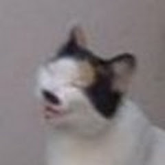 いつもの通りすがりの猫