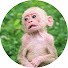 1xpMfLKvT5M-channel-avatar-Monkey_Bika