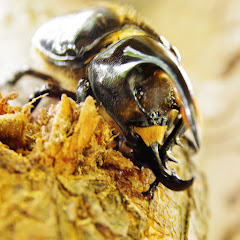 やすチャンネル