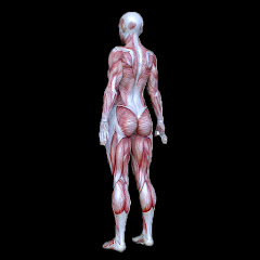 人類進化論アイコン画像