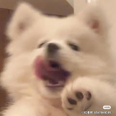 🌷松の実アイコン画像