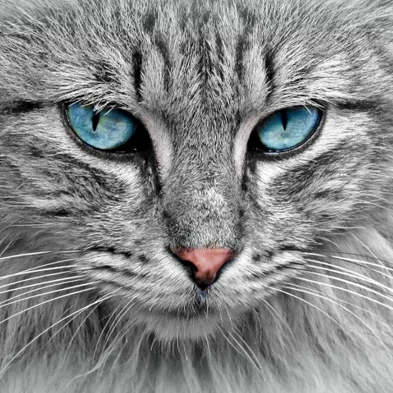animalcute