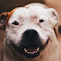 OE_L_rDt8CU-channel-avatar-Pup Central
