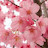 @BlossomOnline