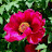 @peonyblossom7706