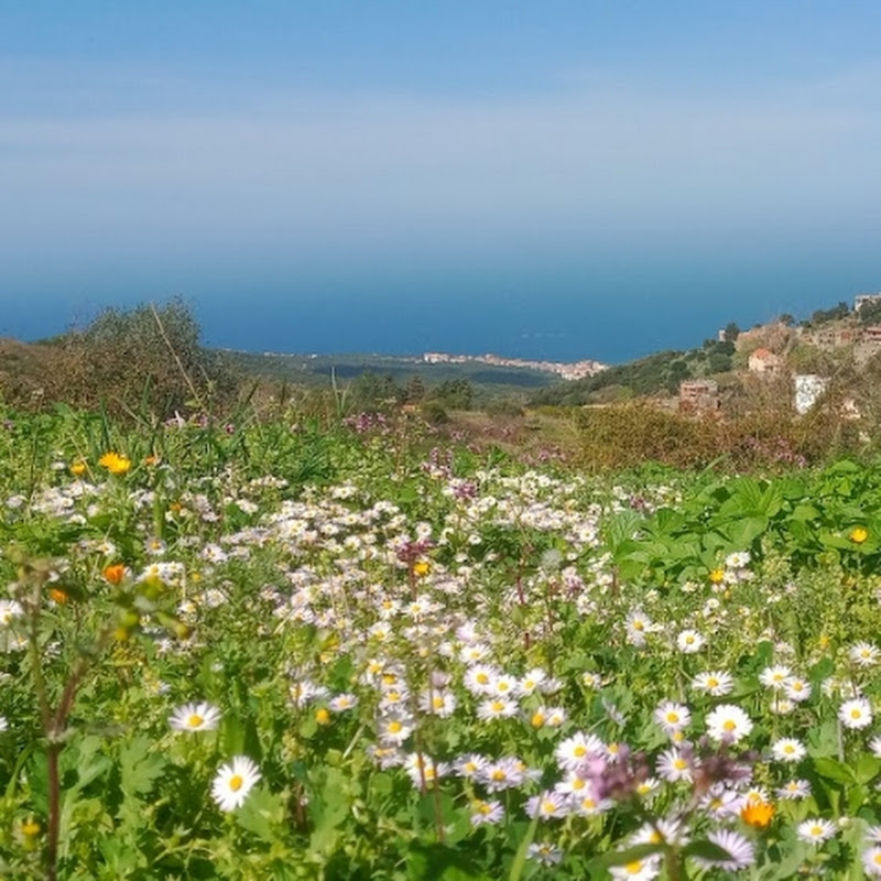 Actualité Tizi Ouzou