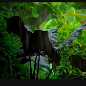 Rain ASMR