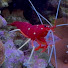 r4GeA8jiTBY-channel-avatar-AtB Reef