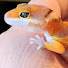 zA52Ftj39i8-channel-avatar-geckoman