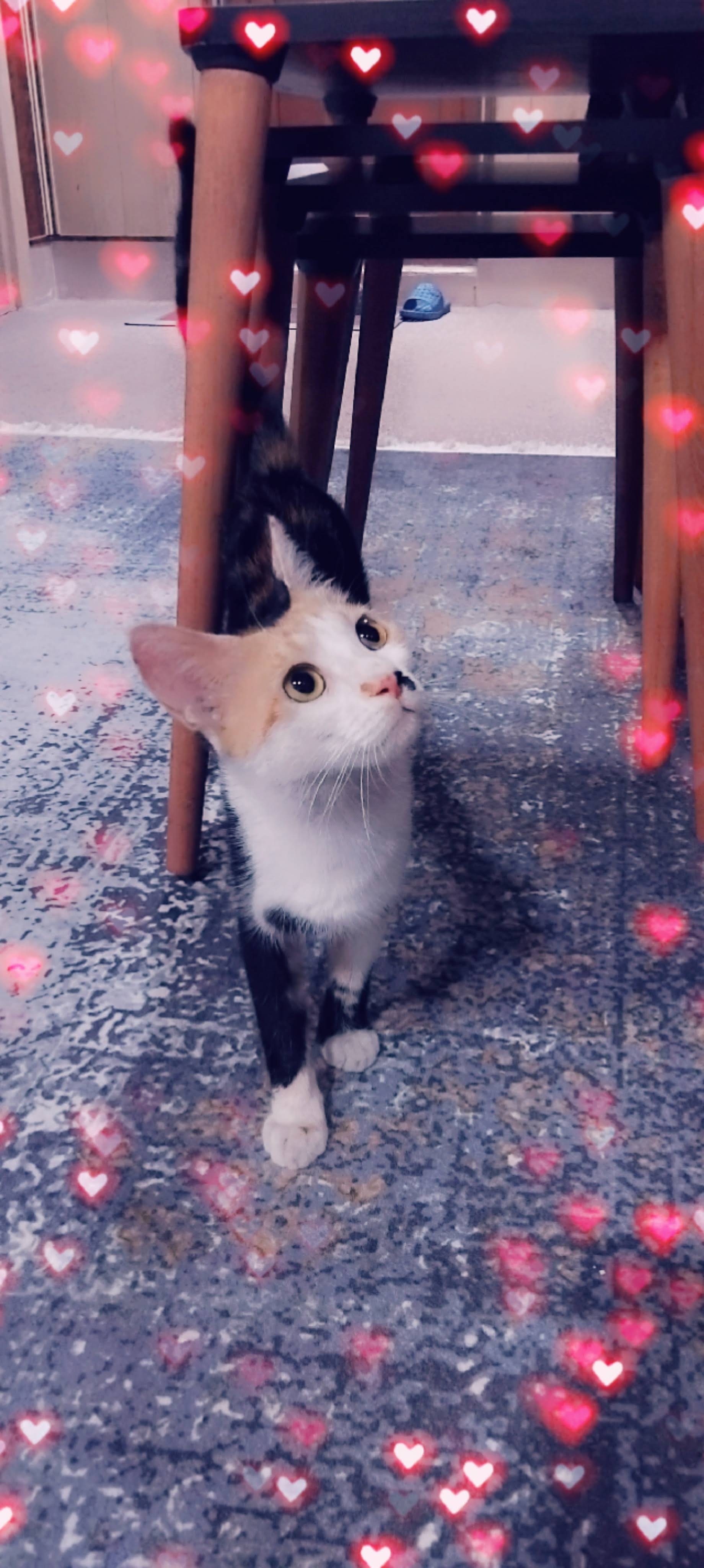 YUKIさま専用 YOOKI 有猫出没x2 Post from Yuki - YouTube