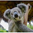 Koala Production 4K