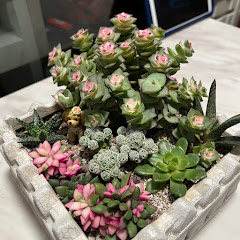 人生百態見怪不怪miliアイコン画像