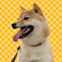 柴犬なつと子供たち Shibainu Natsu