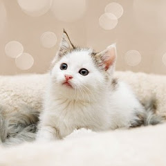 感動チャンネル