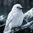 RB3hLMTi0vs-channel-avatar-설오_snowcrow