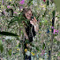 mhzFJwMA0mg-channel-avatar-Troll Totten