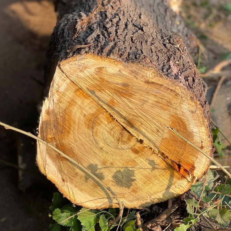 Snap wood