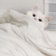 ねこもうふアイコン画像