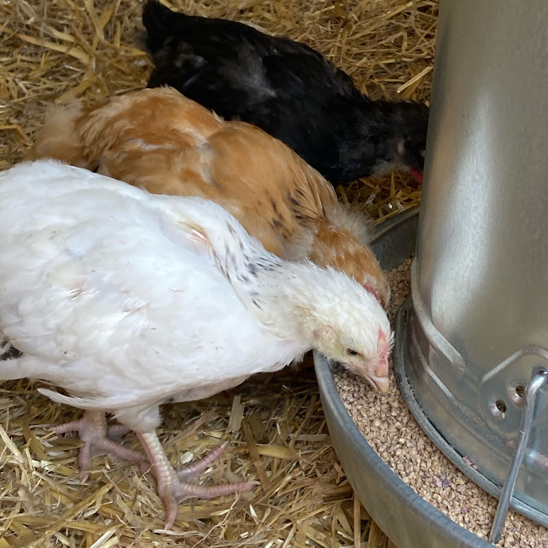 Hidden Treasures: Farm to Table