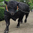 euaCHkDo4kA-channel-avatar-sapi bull