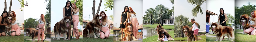 Siam Thailand Dog Chiang Mai Avatar canale YouTube 