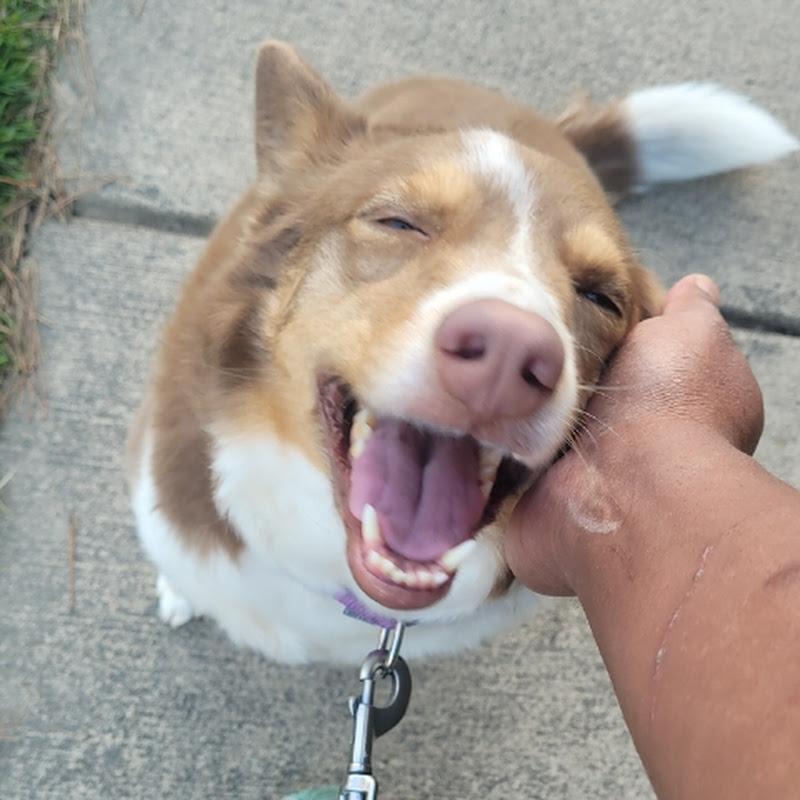 Thoughtful Dog Training