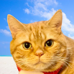猫TEAの癒しTime