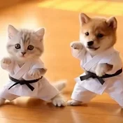 癒しの猫ちゃんたち