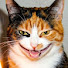 MTWa8nHl3Pc-channel-avatar-Pets Shane
