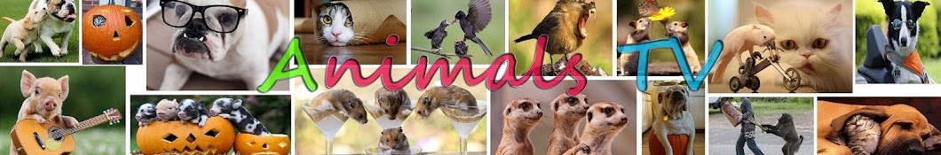 Animals TV Avatar de canal de YouTube