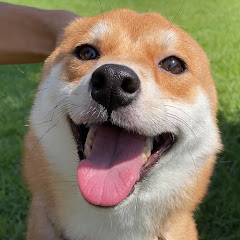柴犬と赤ちゃんの日記アイコン画像